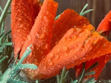 Serenity In The Rain: A Soothing Meditation