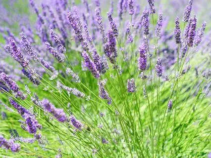 Serenity In The Valley: Guided Imagery With Affirmations