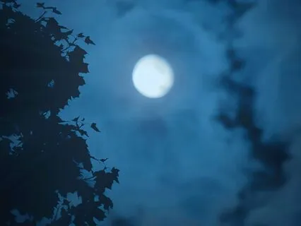 Serenity In The Wild | Native Flute For Deep Sleep