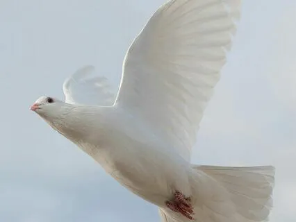 Serenity Prayer - Calming, Soothing, Healing