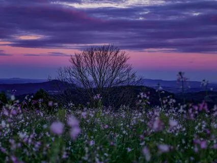 Serenity’s Flow (Isochronic Tones)