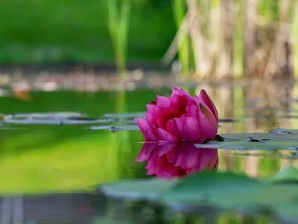 Serenity Sleep Meditation