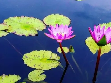 End Self-Sabotage ~ Rewire 4/4 E108