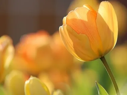 Serenity Wellness Podcast E39: Dial Into You