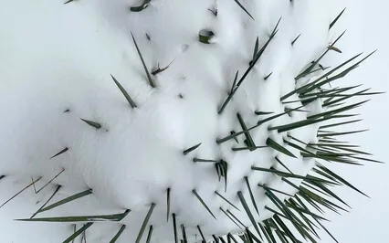 Serenity Wellness Podcast ~ E66 ~ Emotion Storage