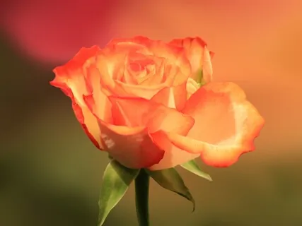 Redefining Love For True Connection: Eros Part I