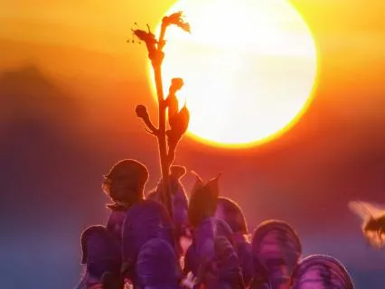 Session 4: Allowing Your Offer To Unfold