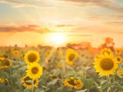 Set Free From Toxic Thoughts