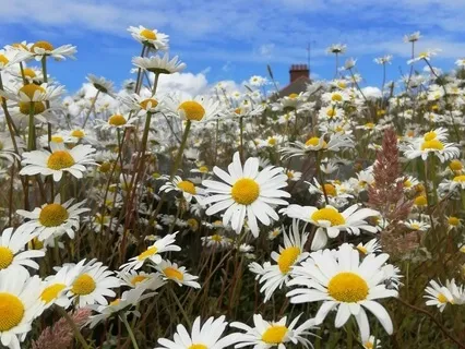 Set Intentions For A Purposeful Life Meditation