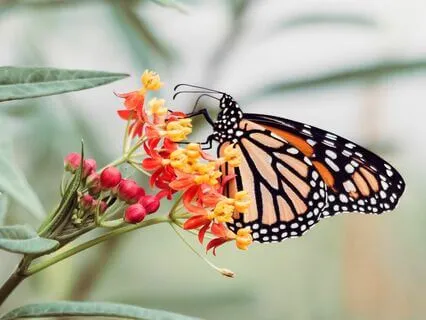 Set You Free Meditation Song