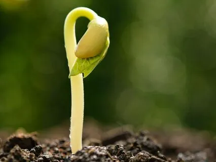 Setting A Personal Sankalpa