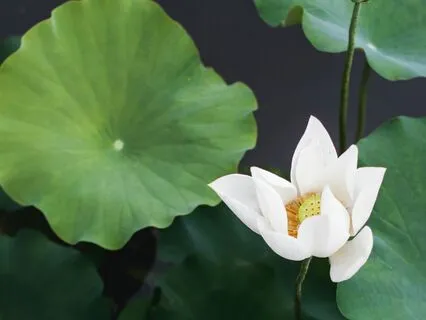 Setting An Intention For New Year, New Beginning, Birthday