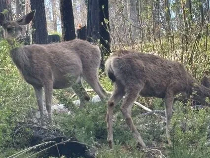 Setting Everything Free To Be Just As It Is