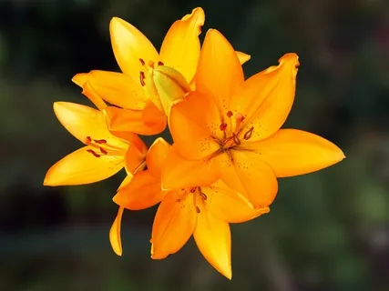 Setting Intentions For Compassion, Strength, Healing & Peace