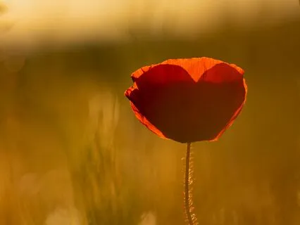 Setting Joyful Intentions From The Heart