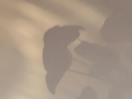 Settle Into Open Awareness