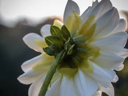 Settle Into Stillness- 10 Minutes