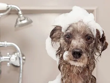 Settle & Reset: Guided Breath Meditation For Calm And Focus