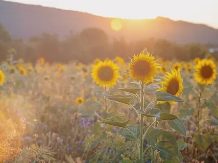 Settling Into Open Awareness 