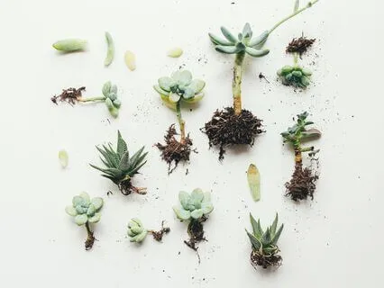 Settling Into Presence