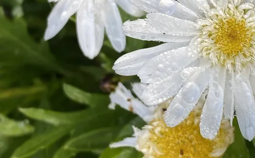 Settling Meditation With Expansion In Your Breath