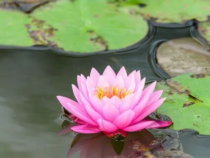 Settling The Nervous System: A Grounding Practice