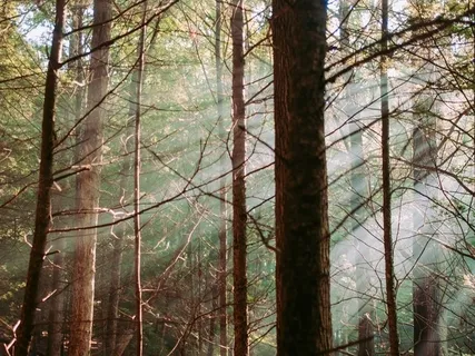 Settling With The Breath