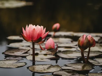 Seven Breaths Somatic Meditation (Longer Version)