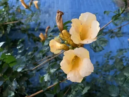 Seven Factors Of Awakening