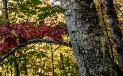 Seven Of Pentacles Meditation