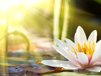 Sevgi dolu nezaket meditasyonu