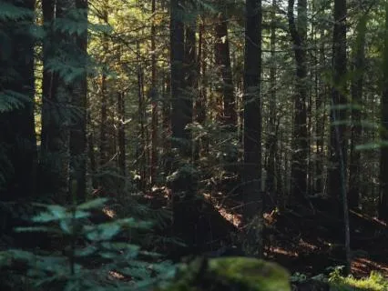 Shaded Forest Floor