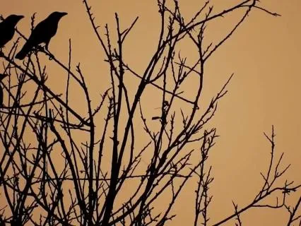 Shadow Of The Raven: Dark Ambient Music For Deep Meditation