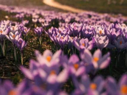 Shadow Work Meditation: Healing What Went Quiet Within You