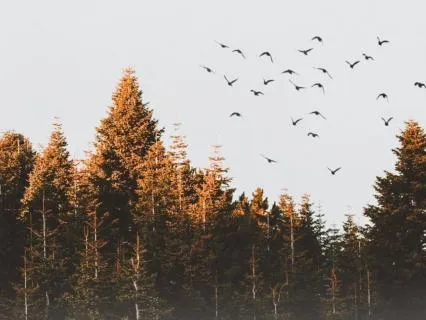 Shadow Work: The "Not Enough" Wound