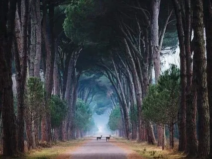 Shadow Work Through Stillness