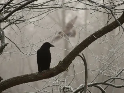 Shadow Work With Crow