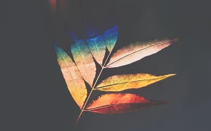 Shadows & Bends - Nature Poetry By Sez