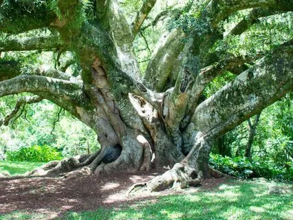 Shadows Of The Trees