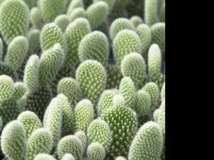 Shakti Mat For Beginners