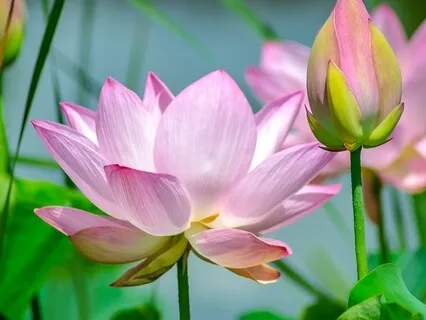 Shakti Mudra Practice