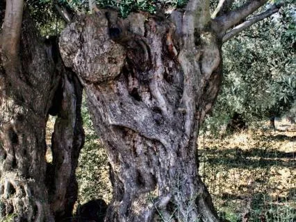 Shalom: Embodying Sacred Wholeness