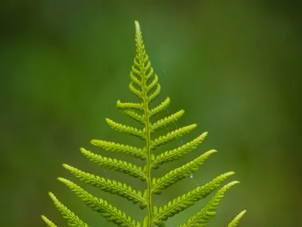 Shaman Journey One - 30 Mins