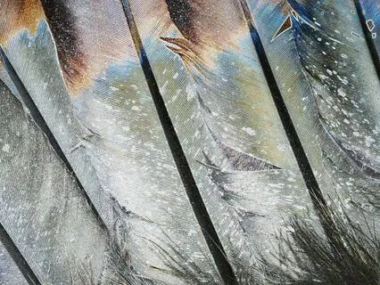 Shaman Of The Forest