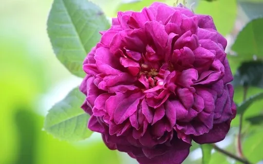 Shamanic 7th Chakra Meditation Sound (Long Deep Version)