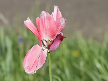 Shamanic Amassing Swing For Dreaminess