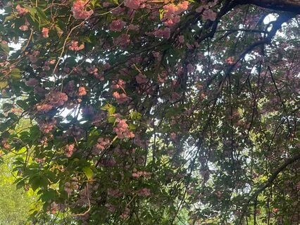 Shamanic Animal Chakra Ritual: Healing Through Sacred Sounds