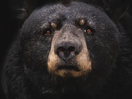 Shamanic Bear Meditation