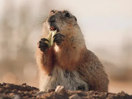 Shamanic Beaver Meditation