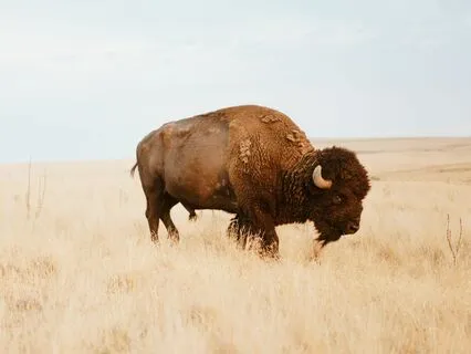 Shamanic Buffalo Meditation